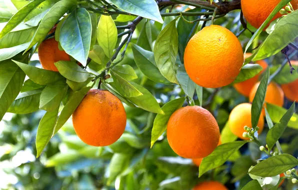 Oranges, fruit, leaves, fruits, oranges