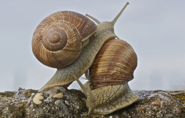 Macro, love, snails