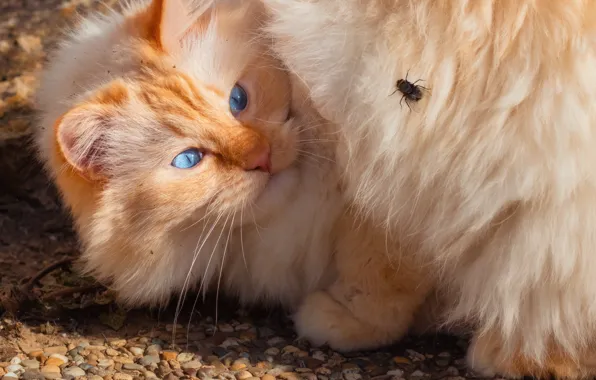 Cat, cat, look, pose, fly, portrait, red, face