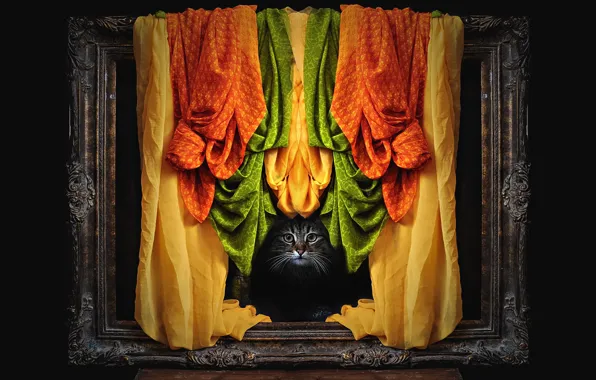 Picture cat, cat, look, face, grey, frame, photoshop, orange