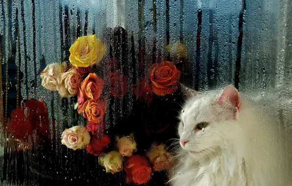 Cat, white, cat, look, glass, face, drops, flowers