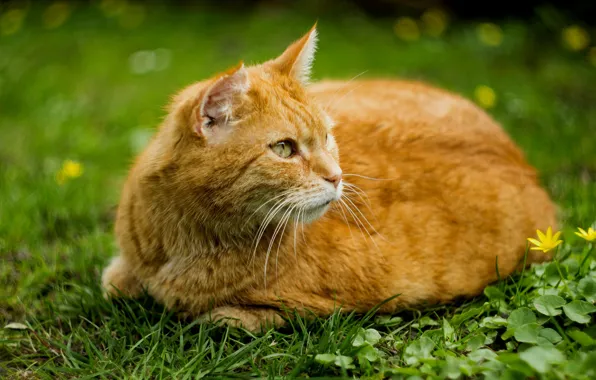 Picture greens, cat, summer, grass, cat, red