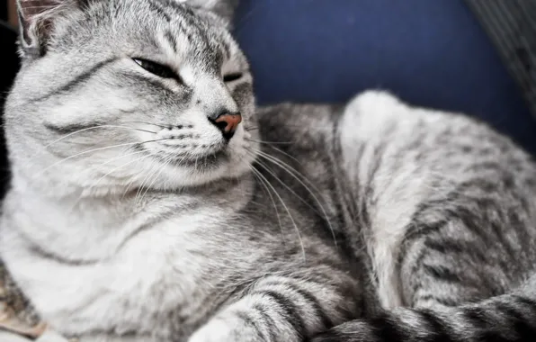 Cat, Animal, Grey
