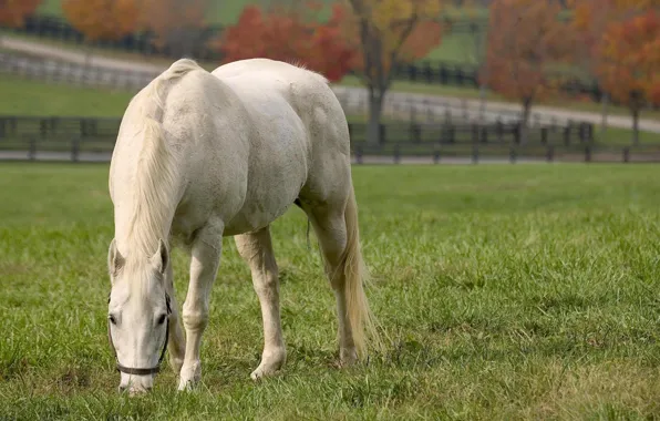Picture summer, white horse, eating grass, white horse