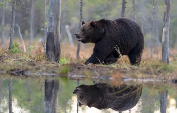 Picture forest, reflection, shore, bear, walk, pond, brown