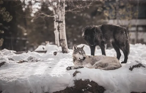 Nature, predator, animal, wolf, wildlife, portrait, portrait., Canis lupus. face