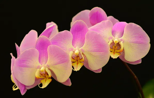 Picture macro, background, branch, petals, Orchid