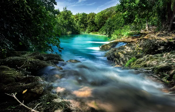 Trees, river, stream