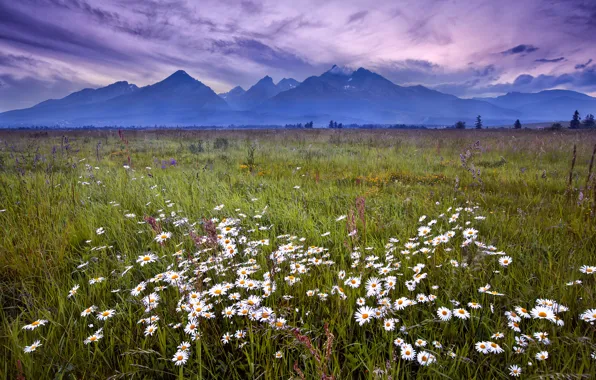 The sky, grass, landscape, flowers, mountains, clouds, chamomile, the evening