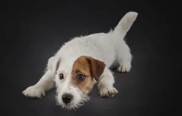 Background, each, dog