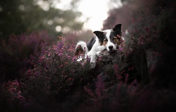 Nature, each, dog
