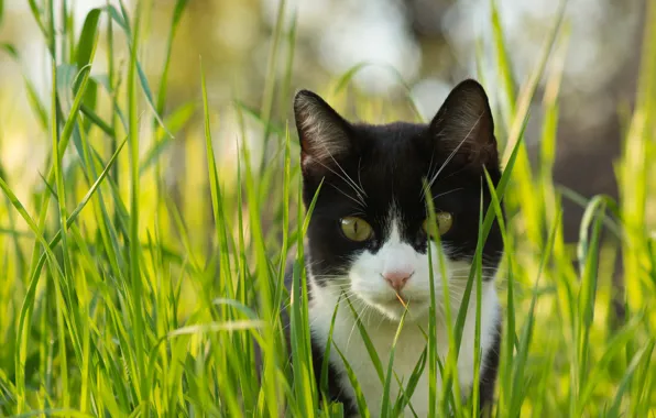 Picture cat, grass, cat, look, black and white