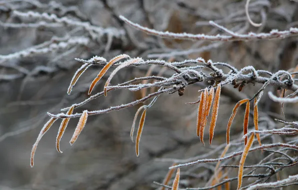 Snow, leaf, frost, dry, tre