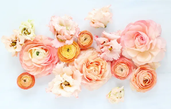 White, flowers, background, Buttercup, Ranunculus, Ranunculus