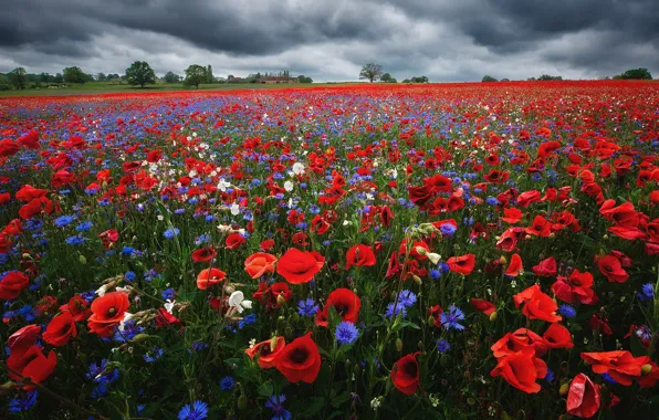 Field, summer, the sky, flowers, clouds, Maki, meadow, red