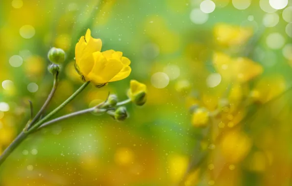 Picture Bokeh, Yellow flower, Yellow flower