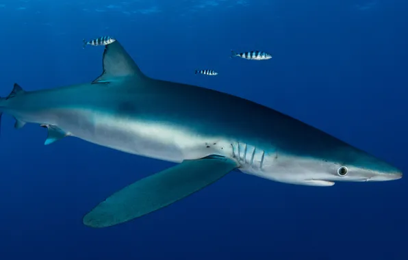 Sea, animals, water, fish, close-up, blue, background, the ocean