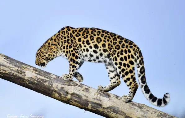 The sky, predator, profile, log, wild cat, the Amur leopard