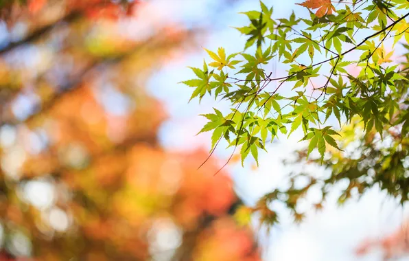 Picture leaves, tree, blur, leaves, maple, crown