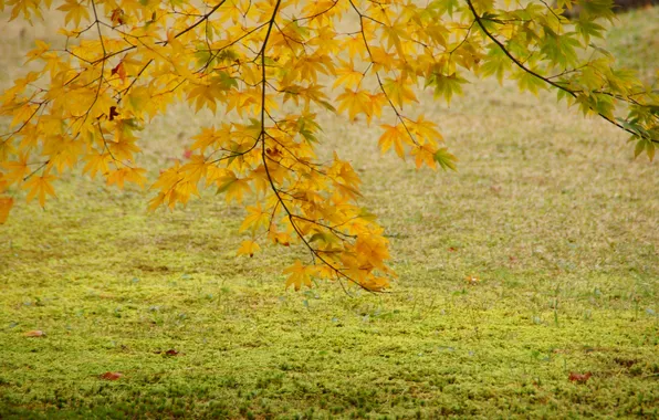 Picture autumn, leaves, tree, yellow, maple