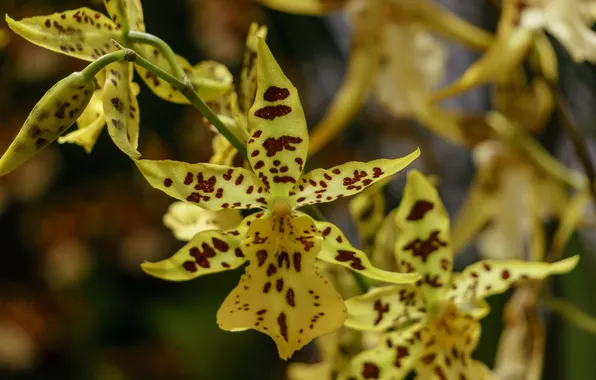 Macro, petals, Orchid, motley