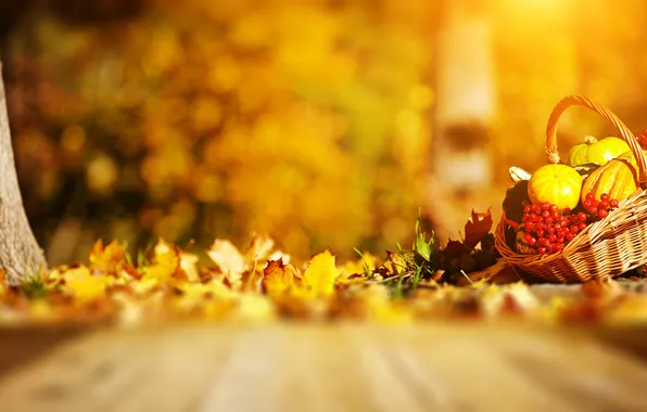 Picture autumn, pumpkin, weed, basket, leaves, Rowan