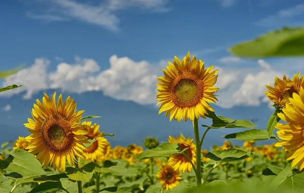 Field, summer, the sky, sunflowers