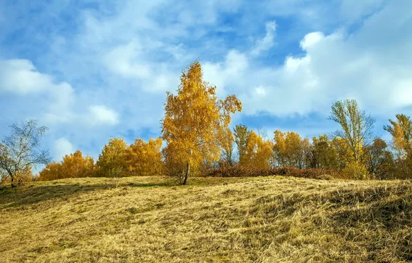 Picture field, autumn, landscape