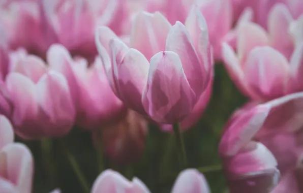 Flowers, petals, tulips, pink