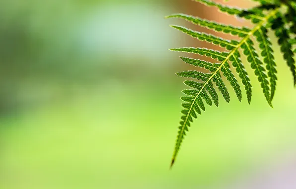 Picture leaves, branches, background, bokeh
