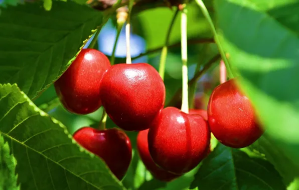 Picture Leaves, Cherry, Leaves, Cherries