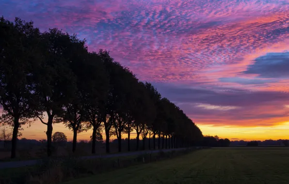 Field, trees, sunset, the evening