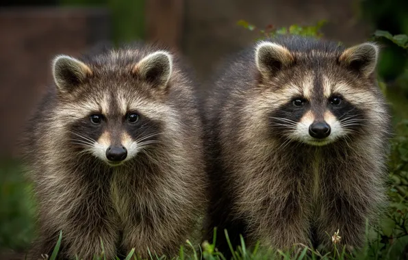 Walk, a couple, raccoons, faces, two raccoons