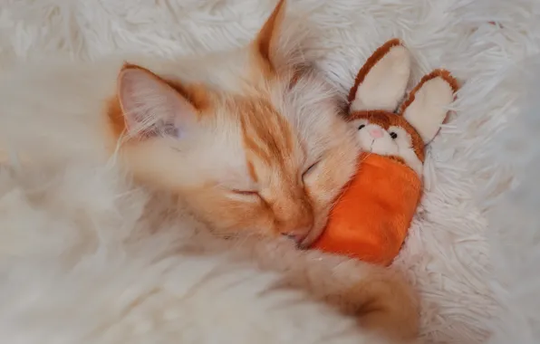 Cat, white, cat, pose, toy, hare, sleep, rabbit