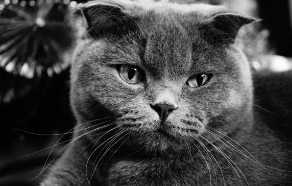 Cat, cat, grey, fold, Scottish fold