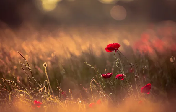Picture field, summer, light, flowers, red, nature, glade, plant