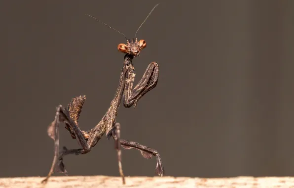 Nature, insect, Praying mantis