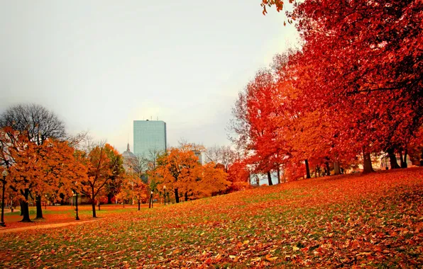 Autumn, Park, foliage, USA, Boston, trees, Boston, park