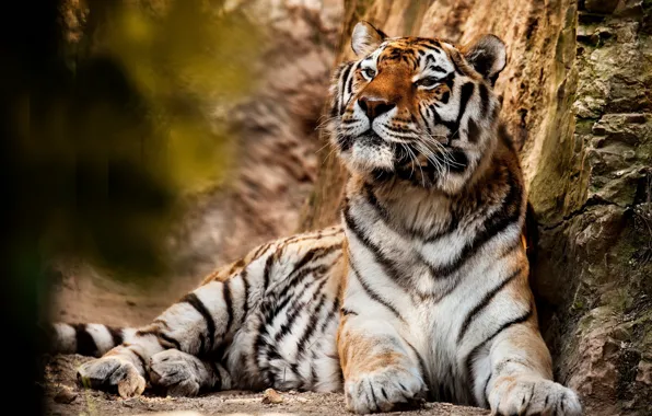 Picture tiger, predator, big cat, animal