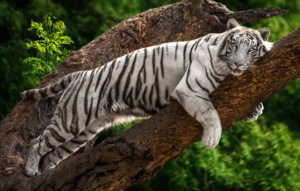 Picture white, look, face, leaves, trees, tiger, stay, lies