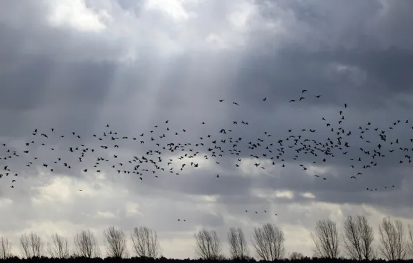 Picture animals, the sky, clouds, landscape, nature, horizon, flight, a flock of birds