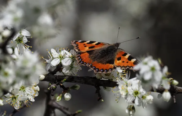 Macro, flowers, branches, cherry, butterfly, spring, insect, white