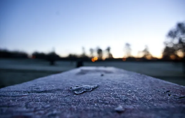 Frost, macro, snow, sheet, dal
