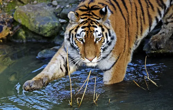 Picture cat, water, tiger, bathing, Amur