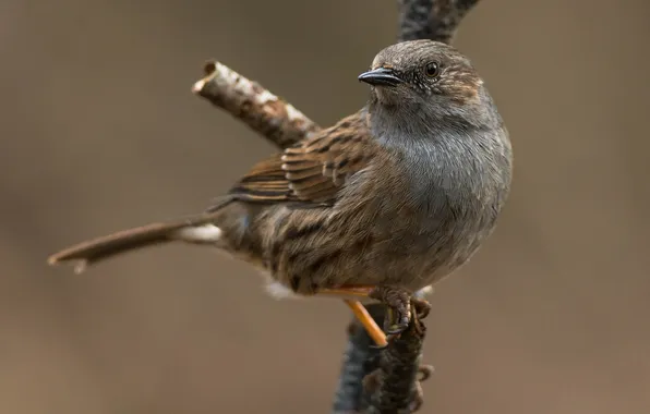 Picture bird, branch, Sparrow