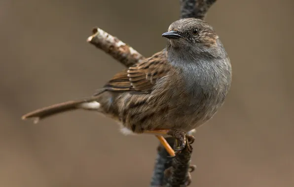 Bird, branch, Sparrow