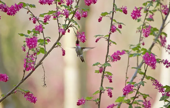 Picture flowers, branches, Hummingbird, bird