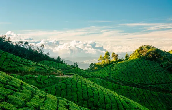Greens, forest, the sky, clouds, trees, mountains, India, tea