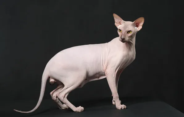 Cat, cat, look, pose, the dark background, is, Sphinx