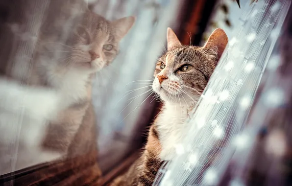 Reflection, wool, Cat, window, blind
